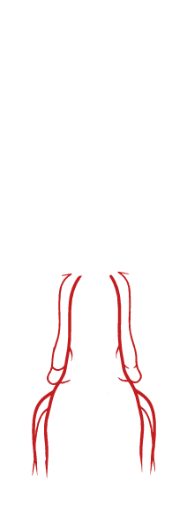 Leg arteries